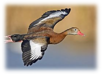 https://upload.wikimedia.org/wikipedia/commons/thumb/2/25/Whistling_duck_flight02_-_natures_pics-edit1.jpg/280px-Whistling_duck_flight02_-_natures_pics-edit1.jpg